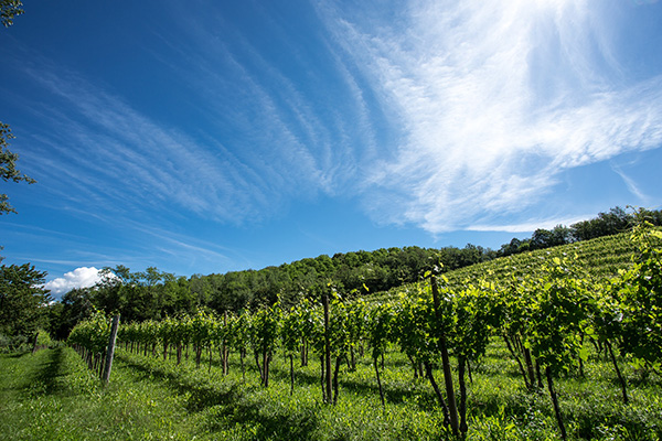 région Friuli